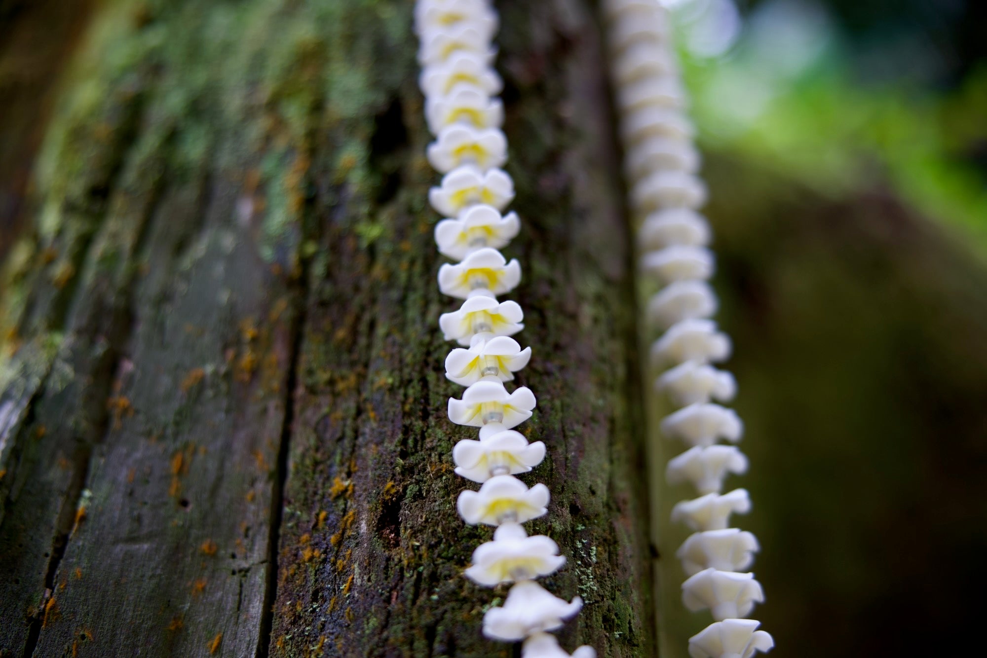 Forever Sculpture Jewelry Lei - Melia (Plumeria)