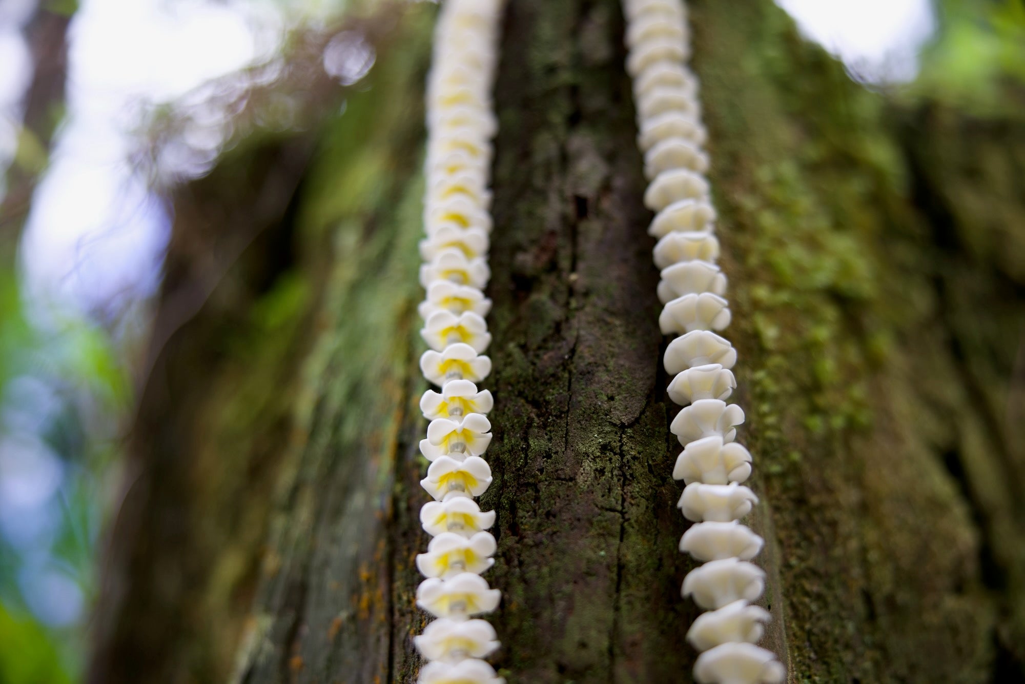 Forever Sculpture Jewelry Lei - Melia (Plumeria)