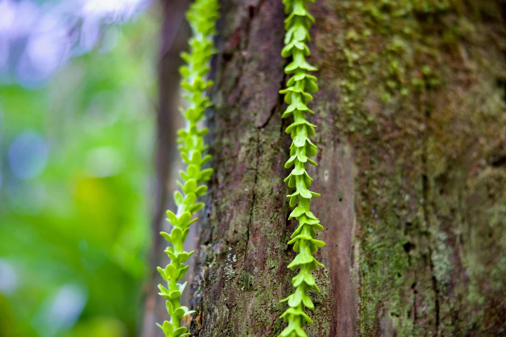 Forever Sculpture Jewelry Lei - Pakalana (Telosma Cordata)